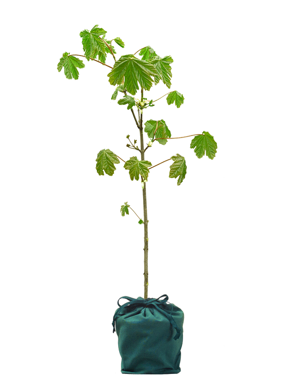 Maple tree ethical gifts the present tree