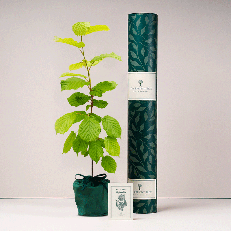 Hazel tree - large, with tube and card