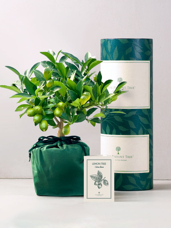 Indoor Plant Gift Hamper House Plant Gifts The Present Tree