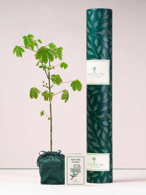 Maple Tree Ethical Gifts The Present Tree Maple tree ethical gifts the present tree