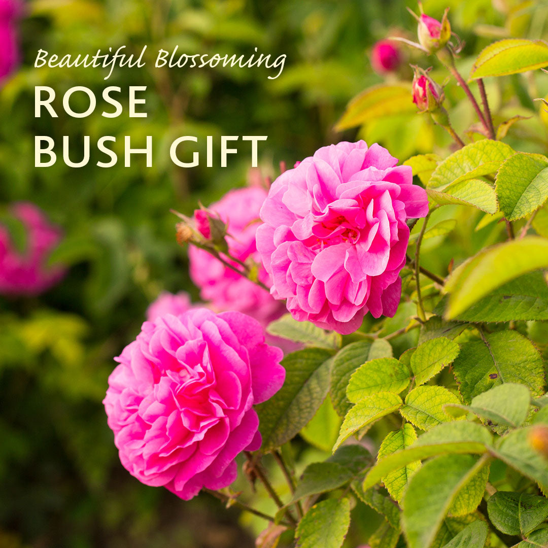Rose Gift Hamper