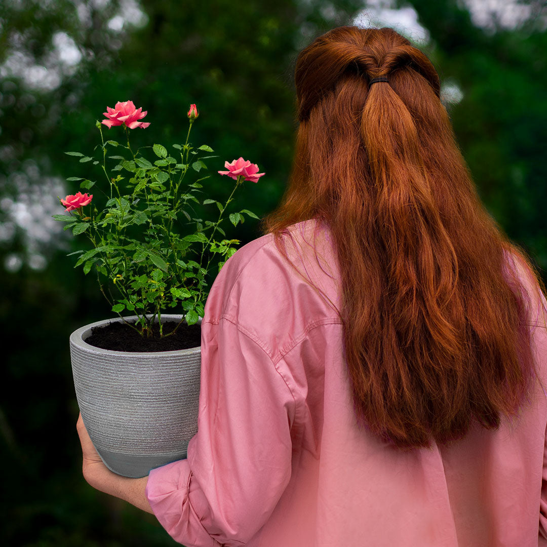 Rose bush