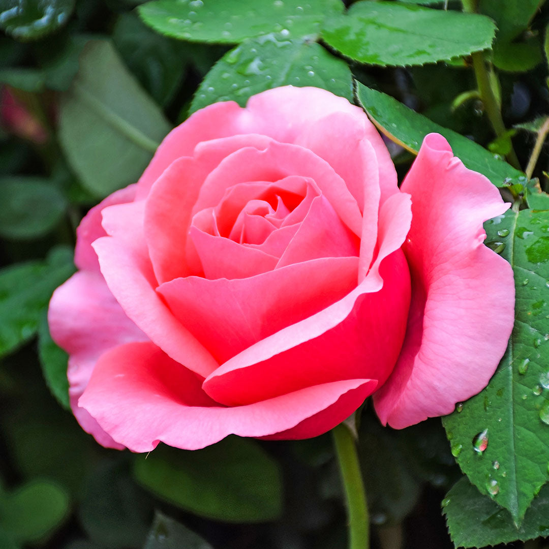 Rose bush