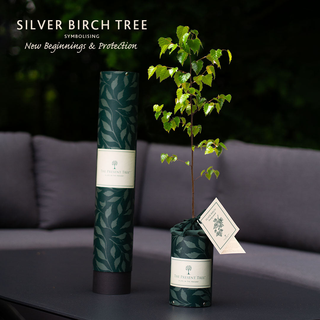 Silver Birch tree