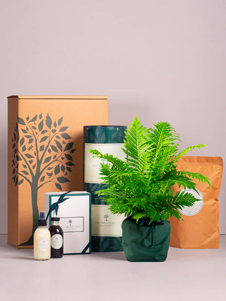 Indoor Plant Gift Hamper