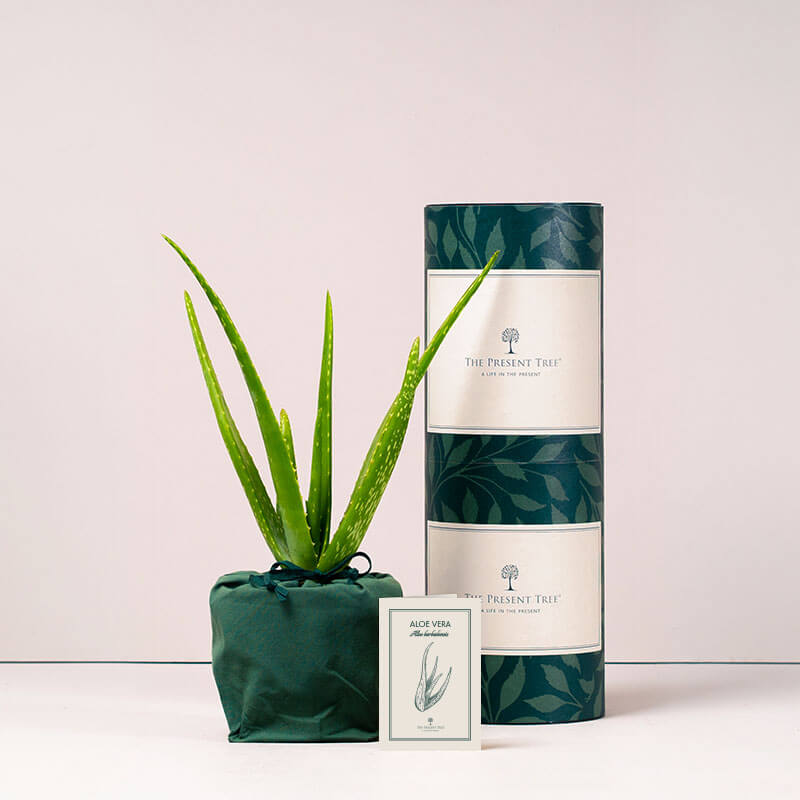 Aloe Vera with tube and card