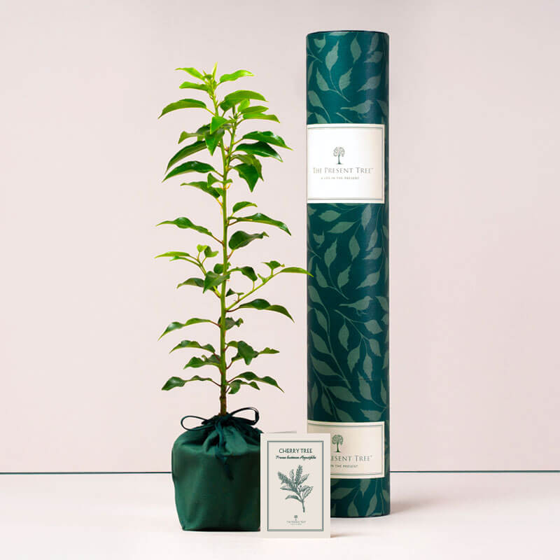 Cherry tree with tube and card