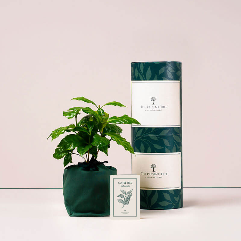 Coffee tree with tube and card