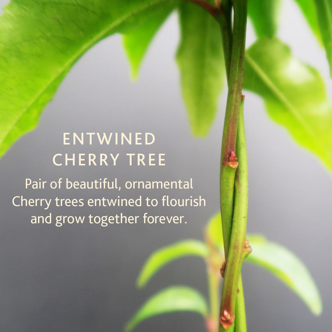 Entwined Cherry Gift Hamper