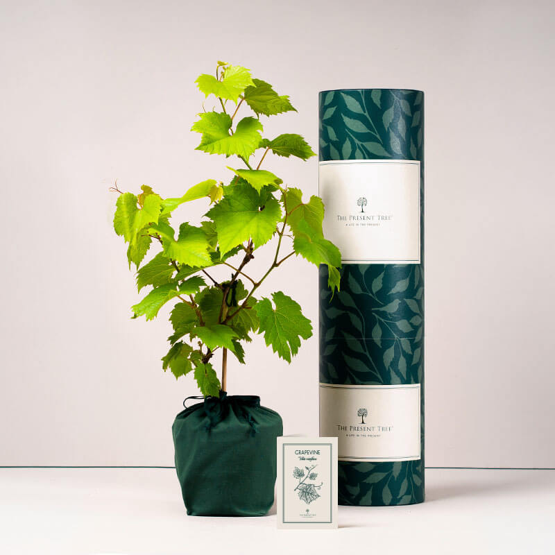 Grapevine Gift | The Present Tree | Gardening Gifts