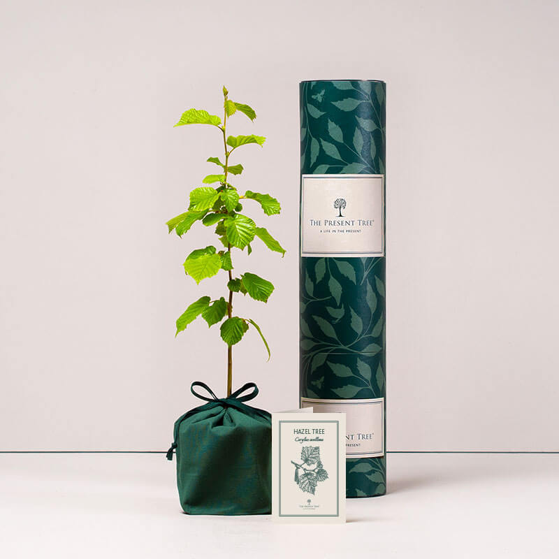 Hazel tree with tube and card