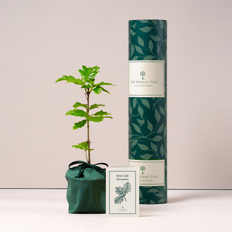 Irish Oak tree with tube and card