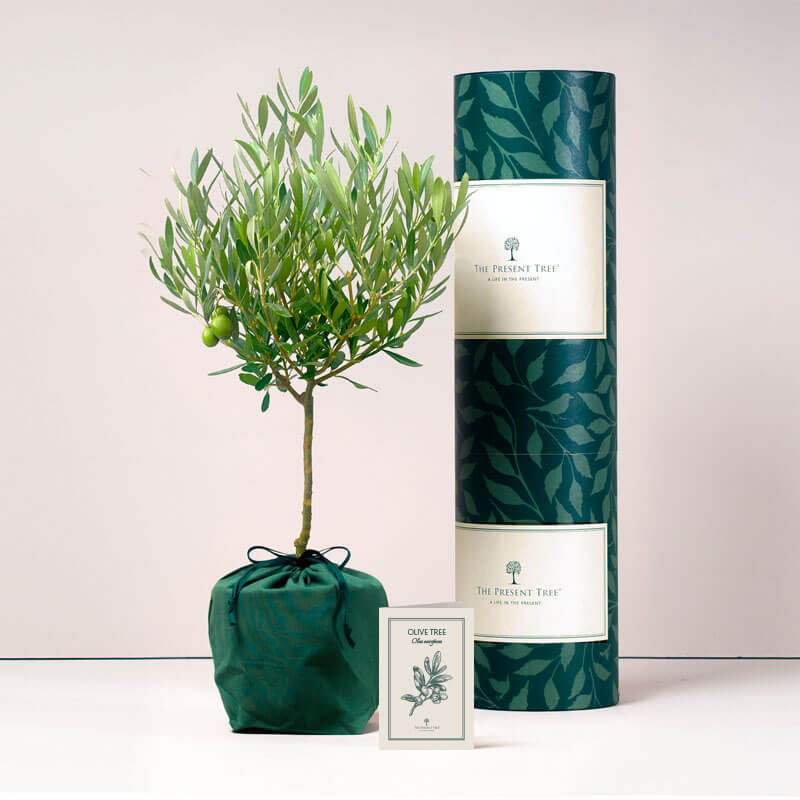  Olive tree with tube and card