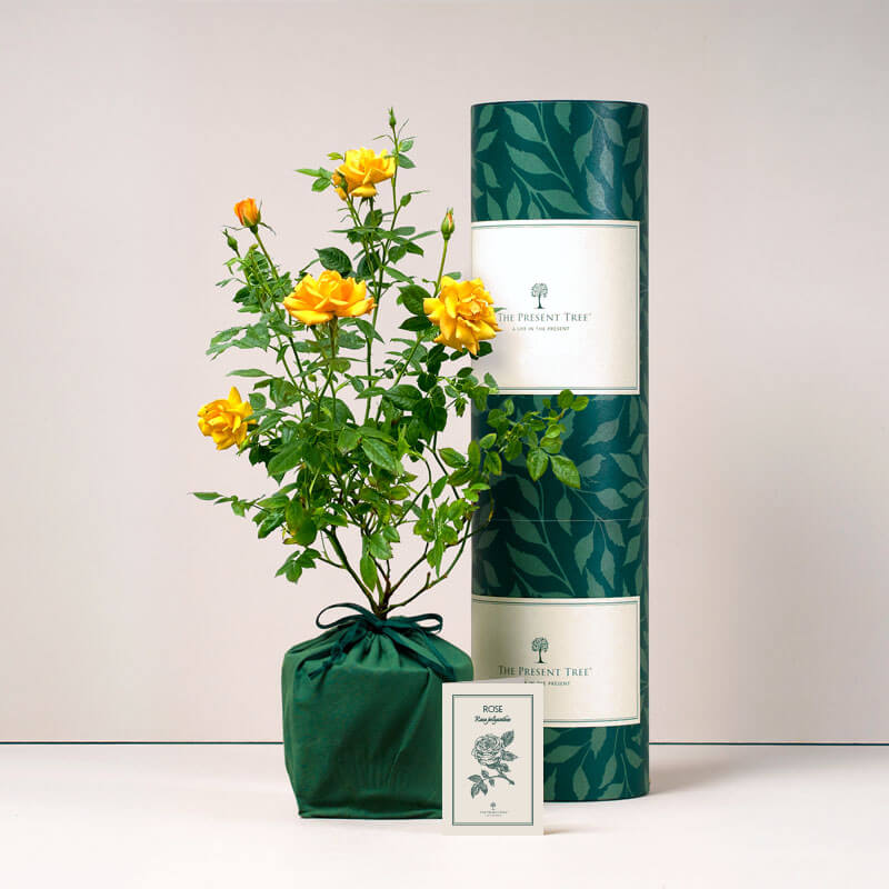Rose Bush Yellow with tube and card