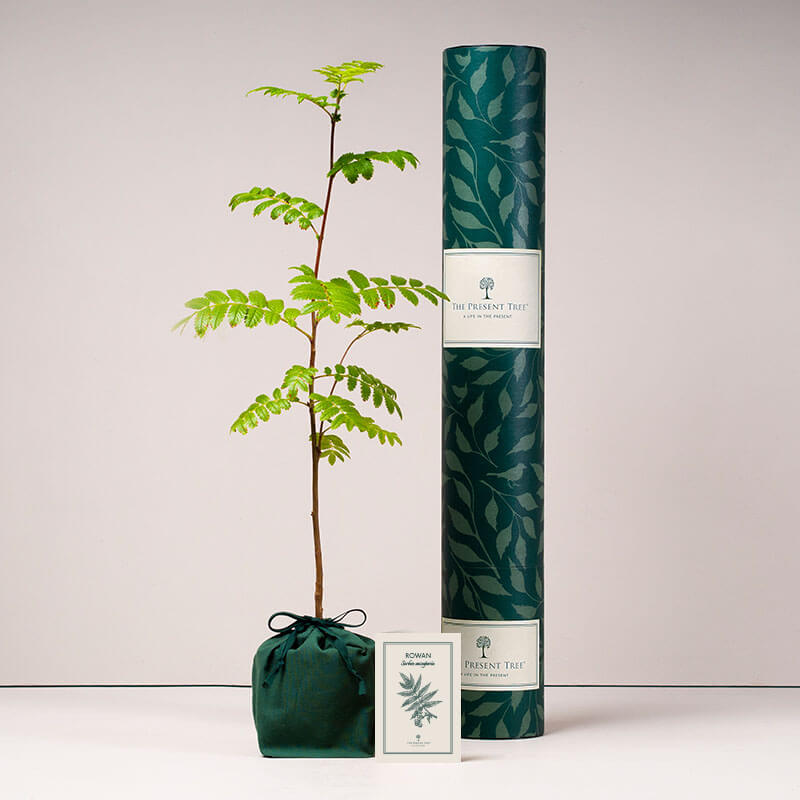 Rowan tree with tube and card