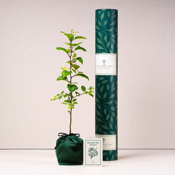 Wild Apple tree with tube and card