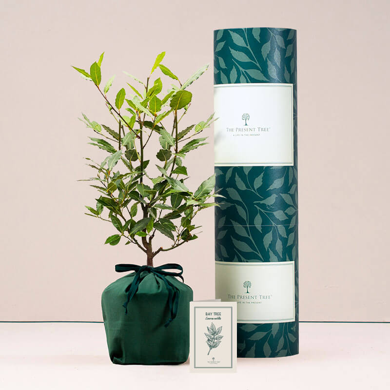 Bay tree with tube and card