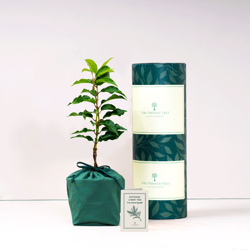 Entwined Cherry Gift Hamper