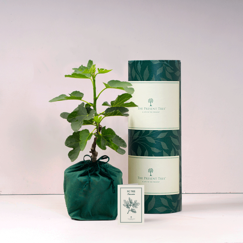 Fig tree