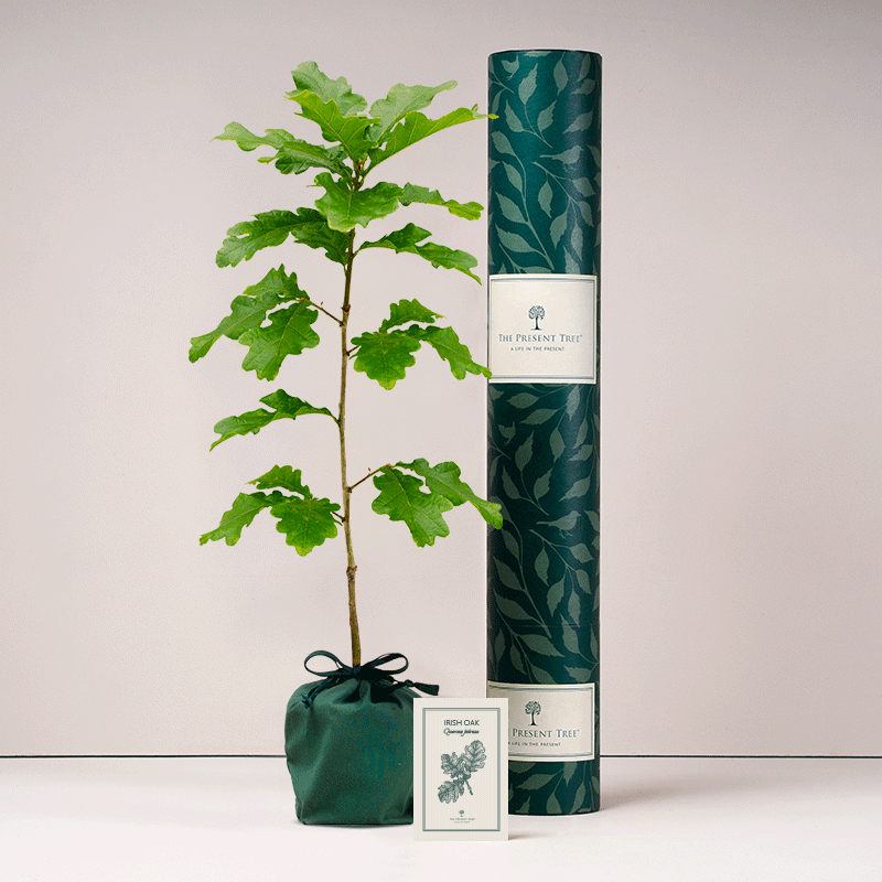 Irish Oak tree - Large, with tube and card