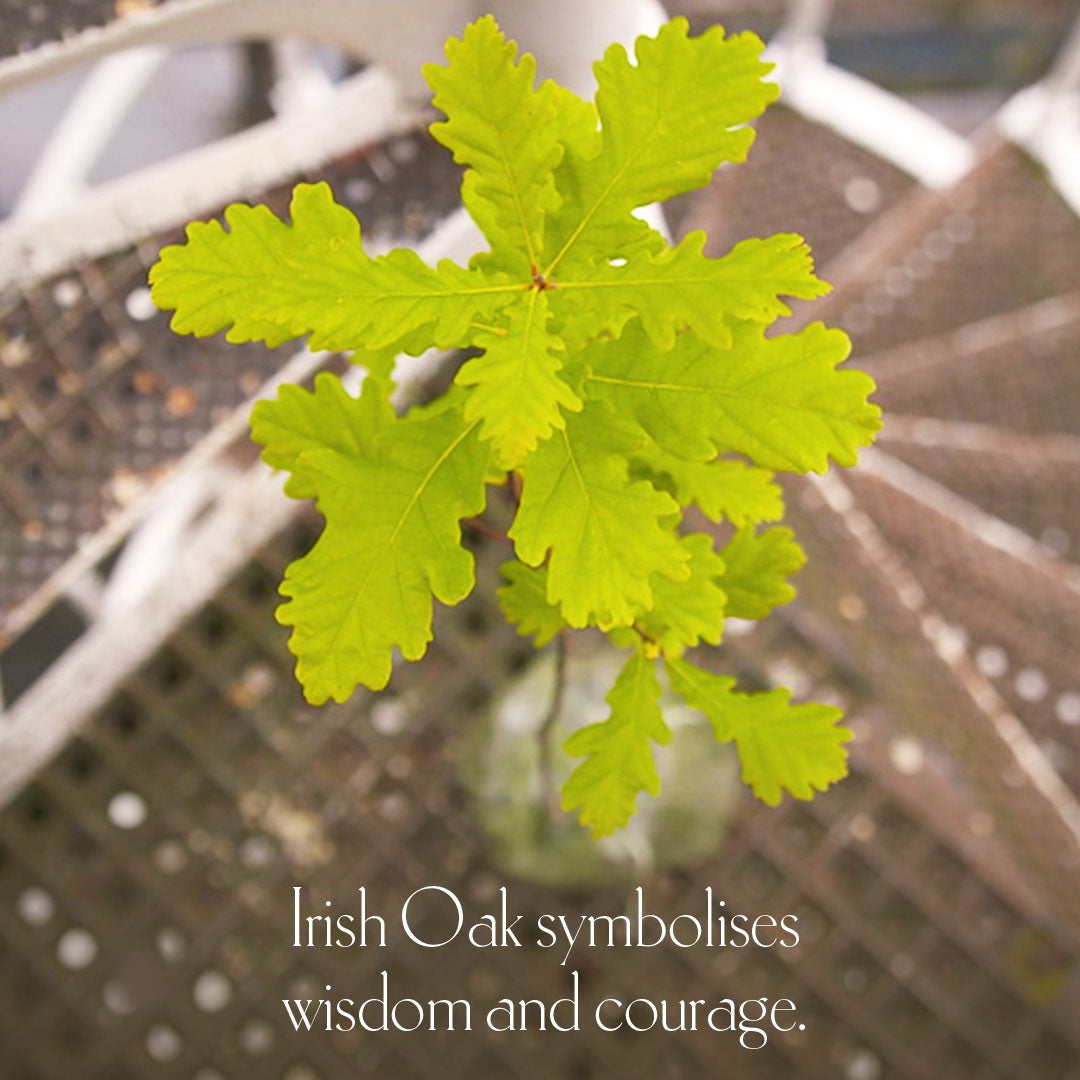 Irish Oak tree