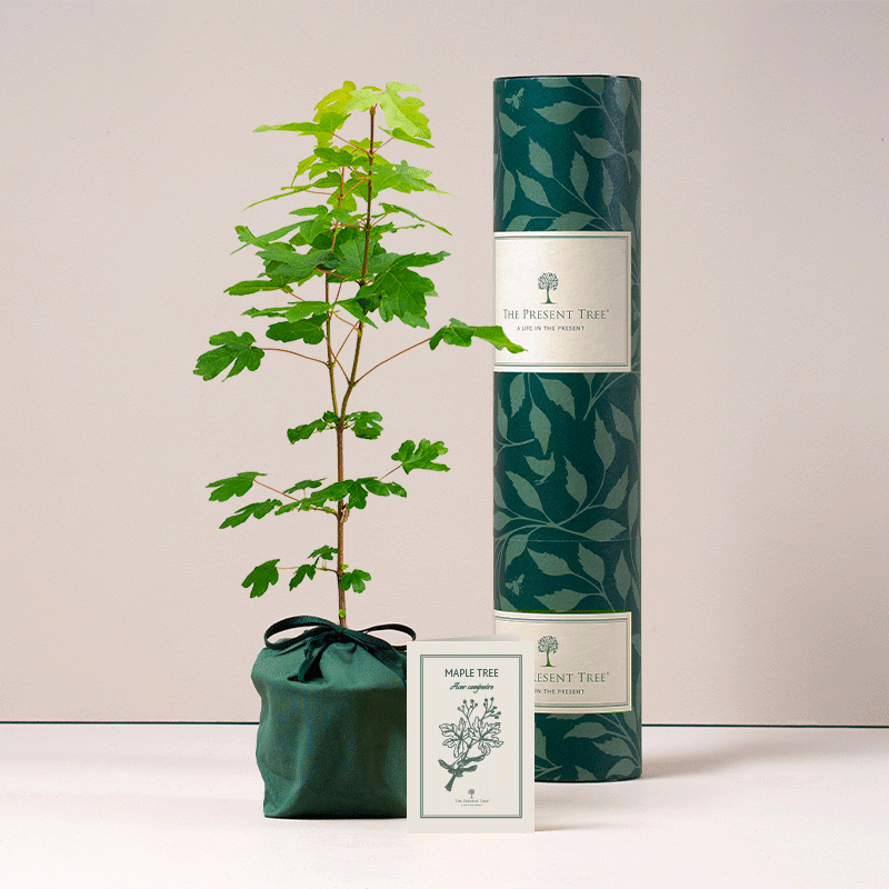 Wildlife Wood Gift Hamper