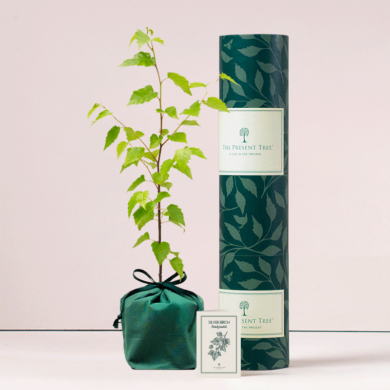 Silver Birch tree - small, with tube and card