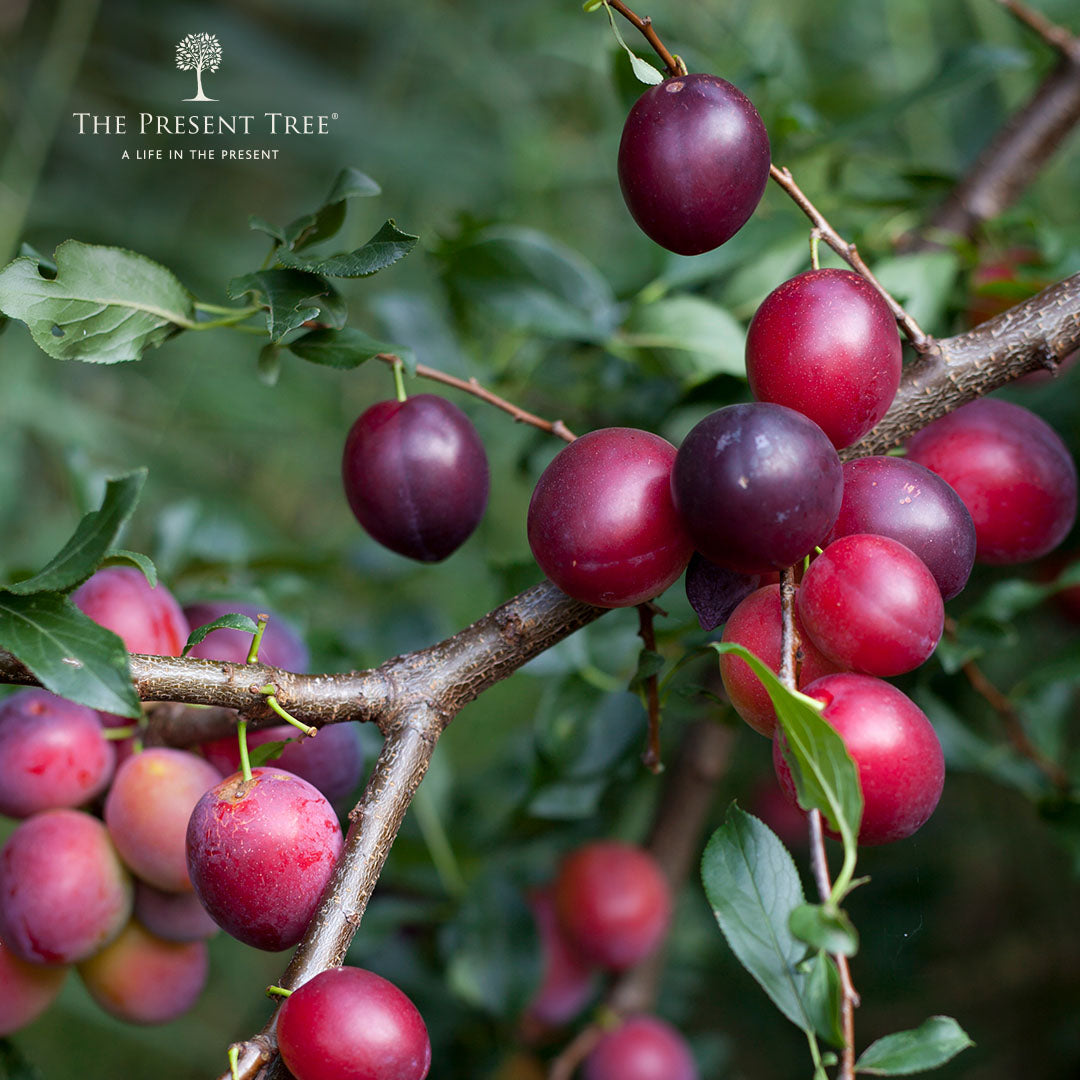 Wild Plum tree fruit