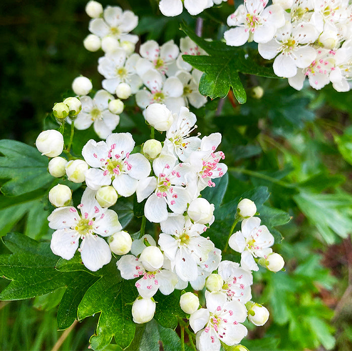 Hawthorn Blossom