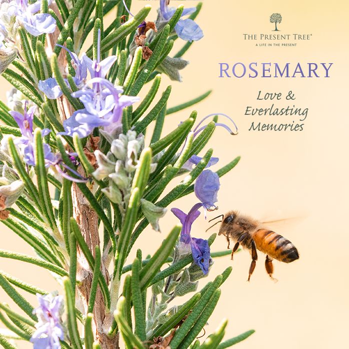 Rosemary