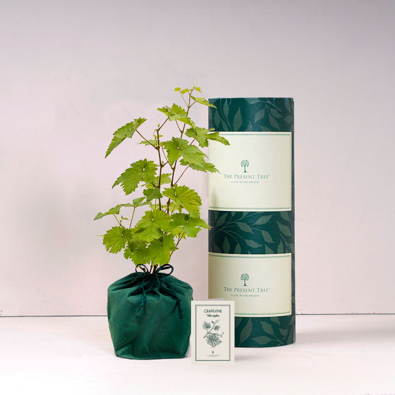 Grapevine tree, small, with tube and card