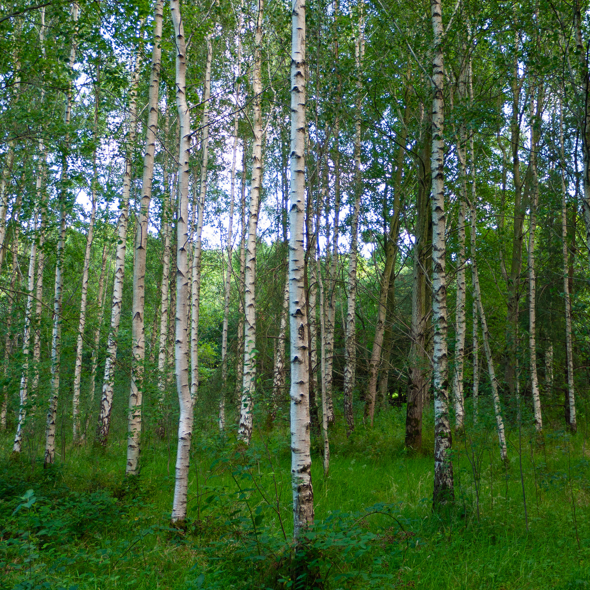 Silver Birch tree