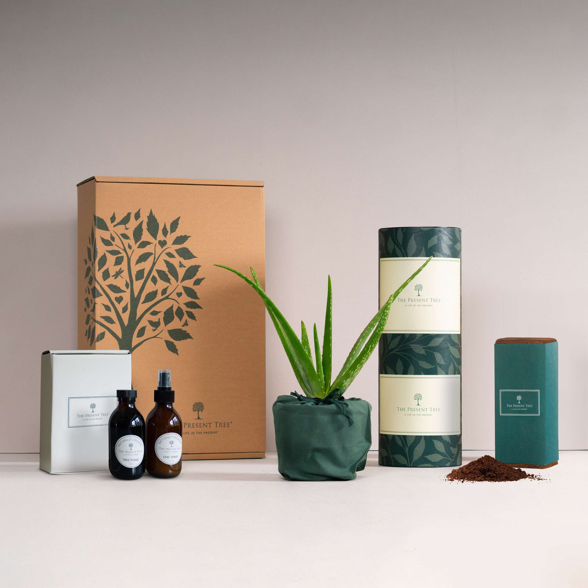 Indoor Plant Gift Hamper