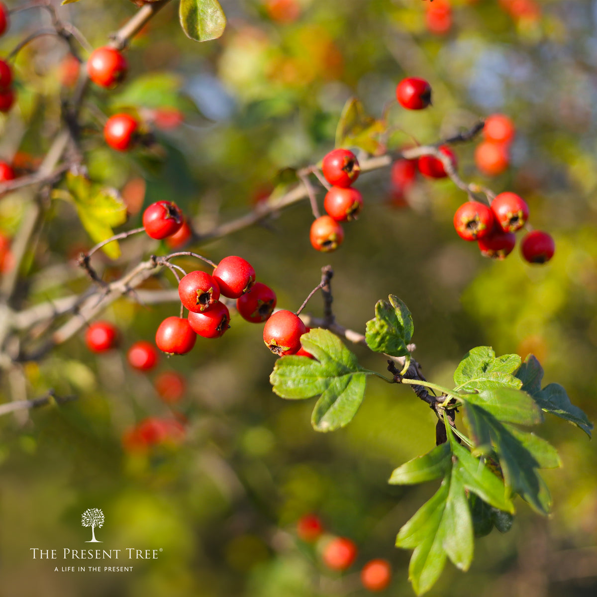 Hawthorn tree berries