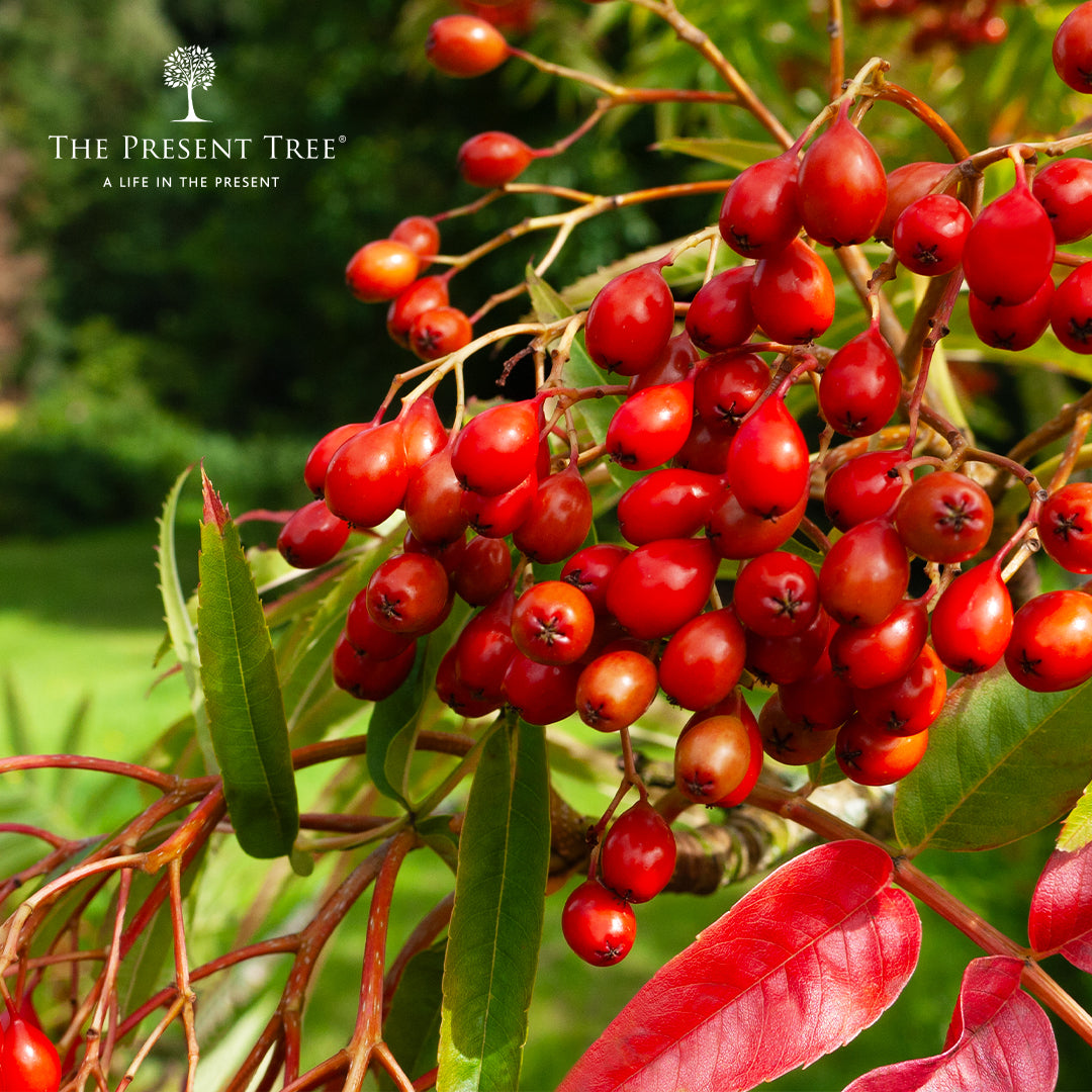 Rowan tree