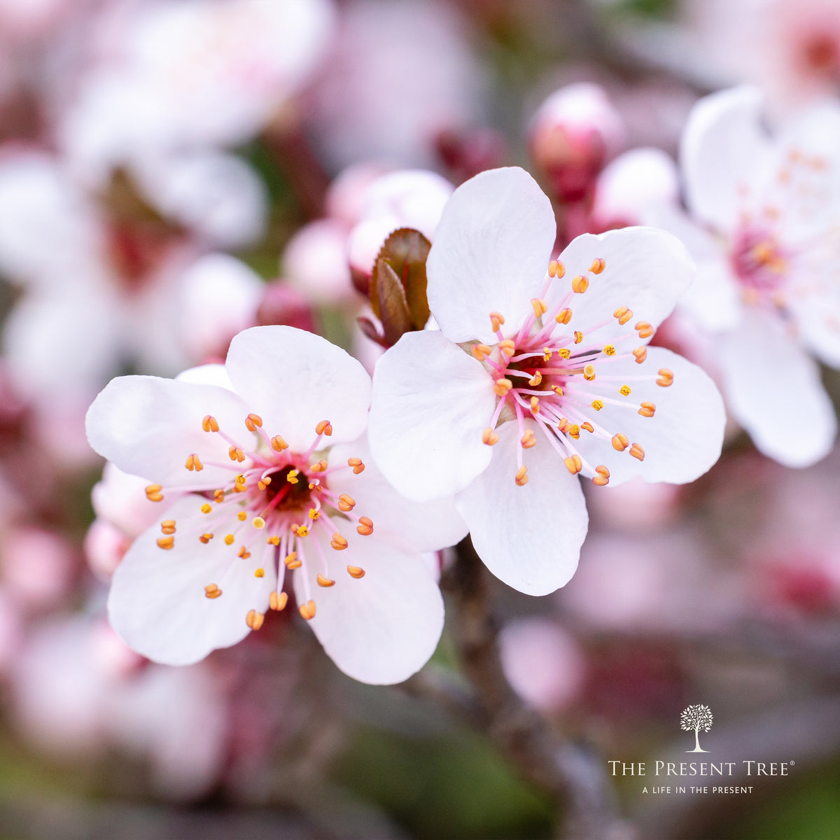 Wild Plum tree blossom