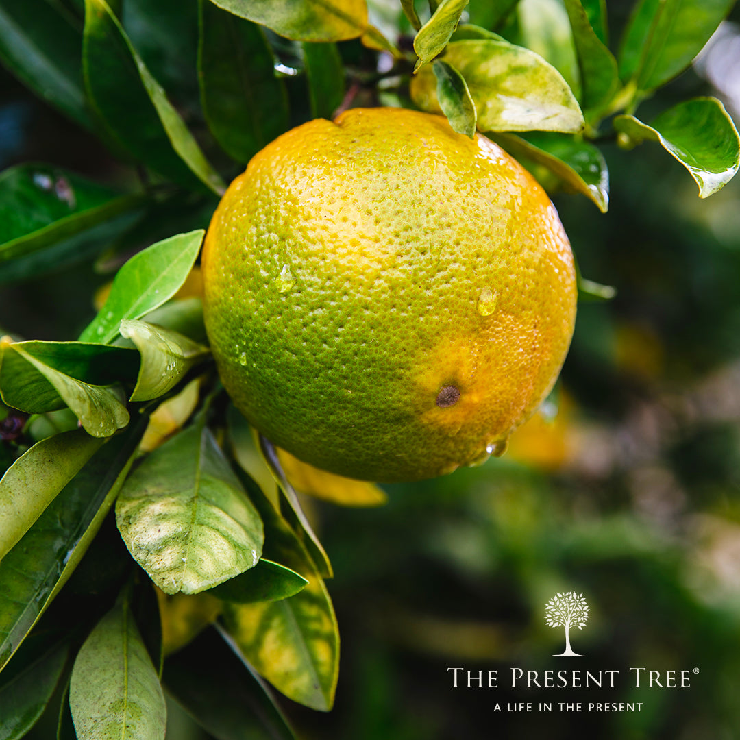 Lemon Tree Fruit