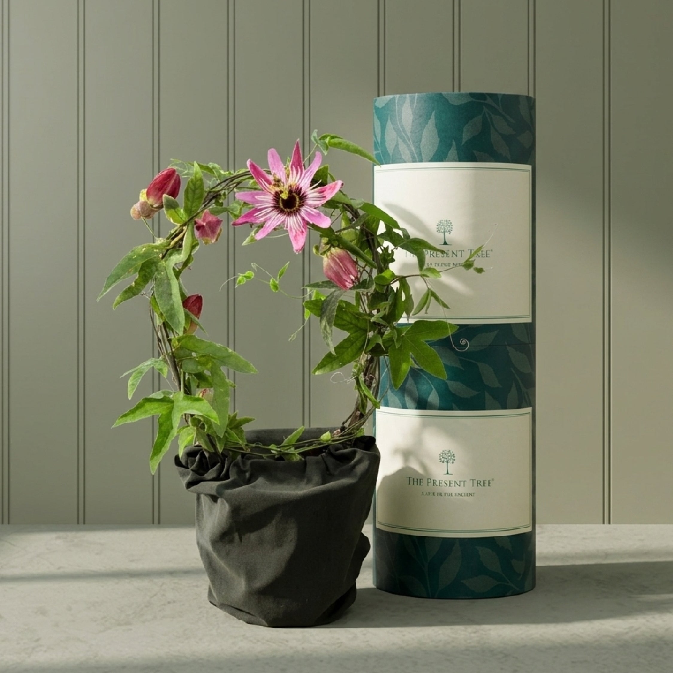 Passion Flower Gift | The Present Tree | Flowering Plant Gifts