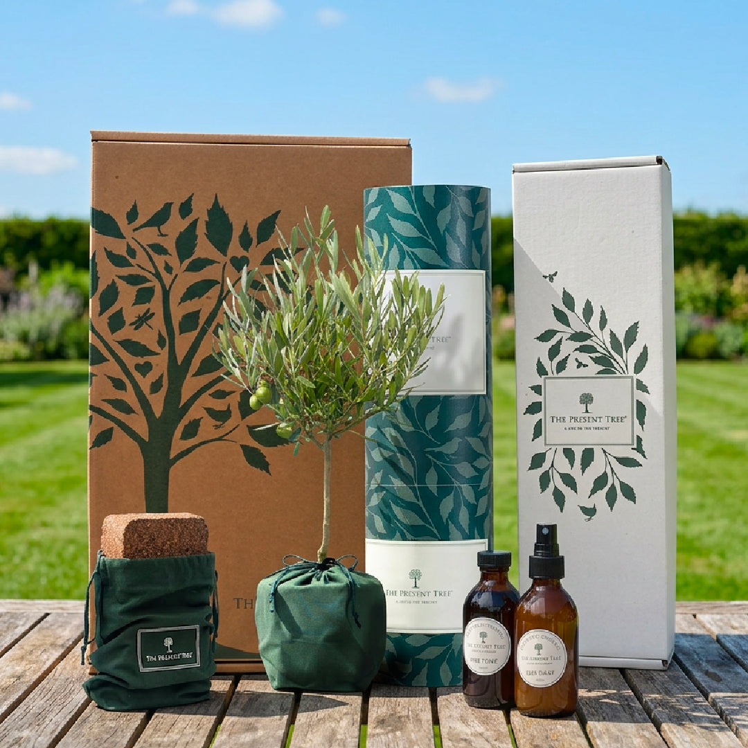 Collection of natural products including an Olive tree, gift wrapped compost brick and treatment bottles on a wooden surface with a garden background.