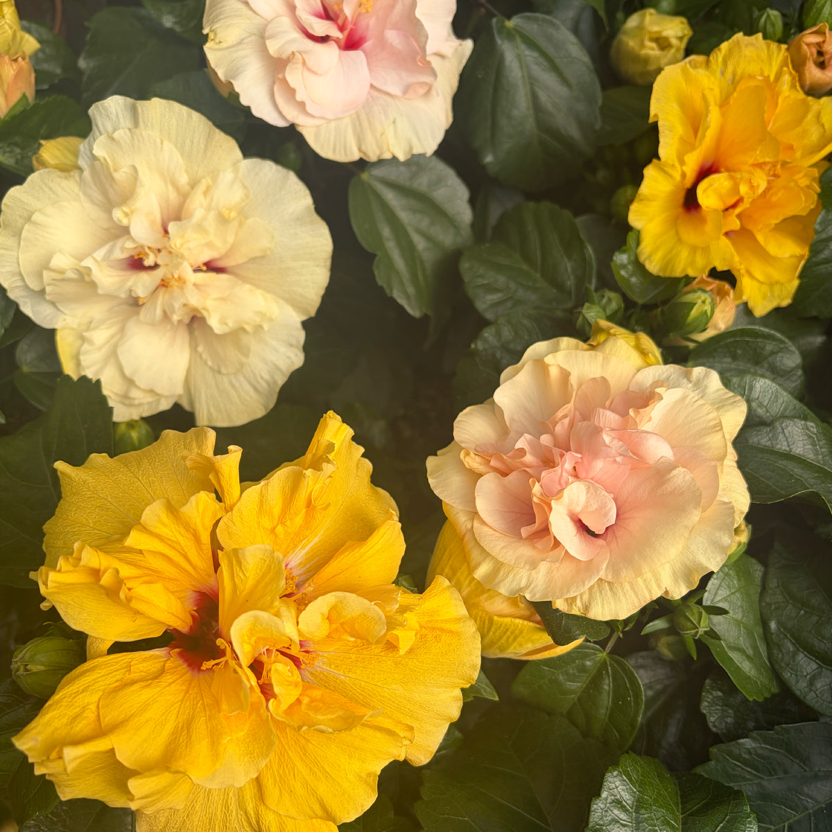 Close up of Hibiscus blossoms 