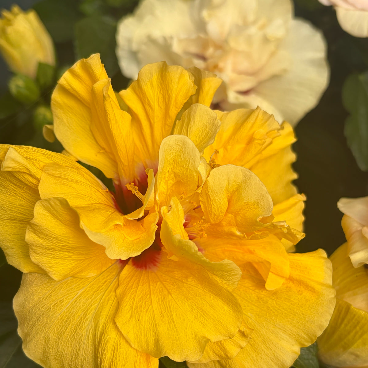 Close up of Hibiscus blossoms