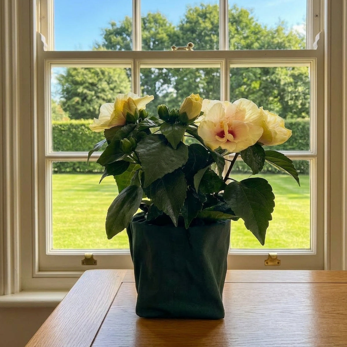 Hibiscus plant gift in a green bag in home setting 