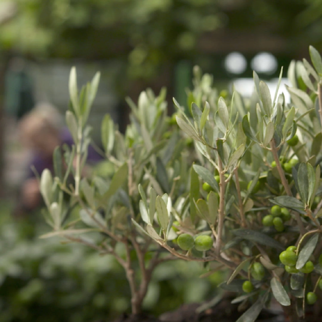 Close up of an Olive tree with fresh olives at The Present Tree