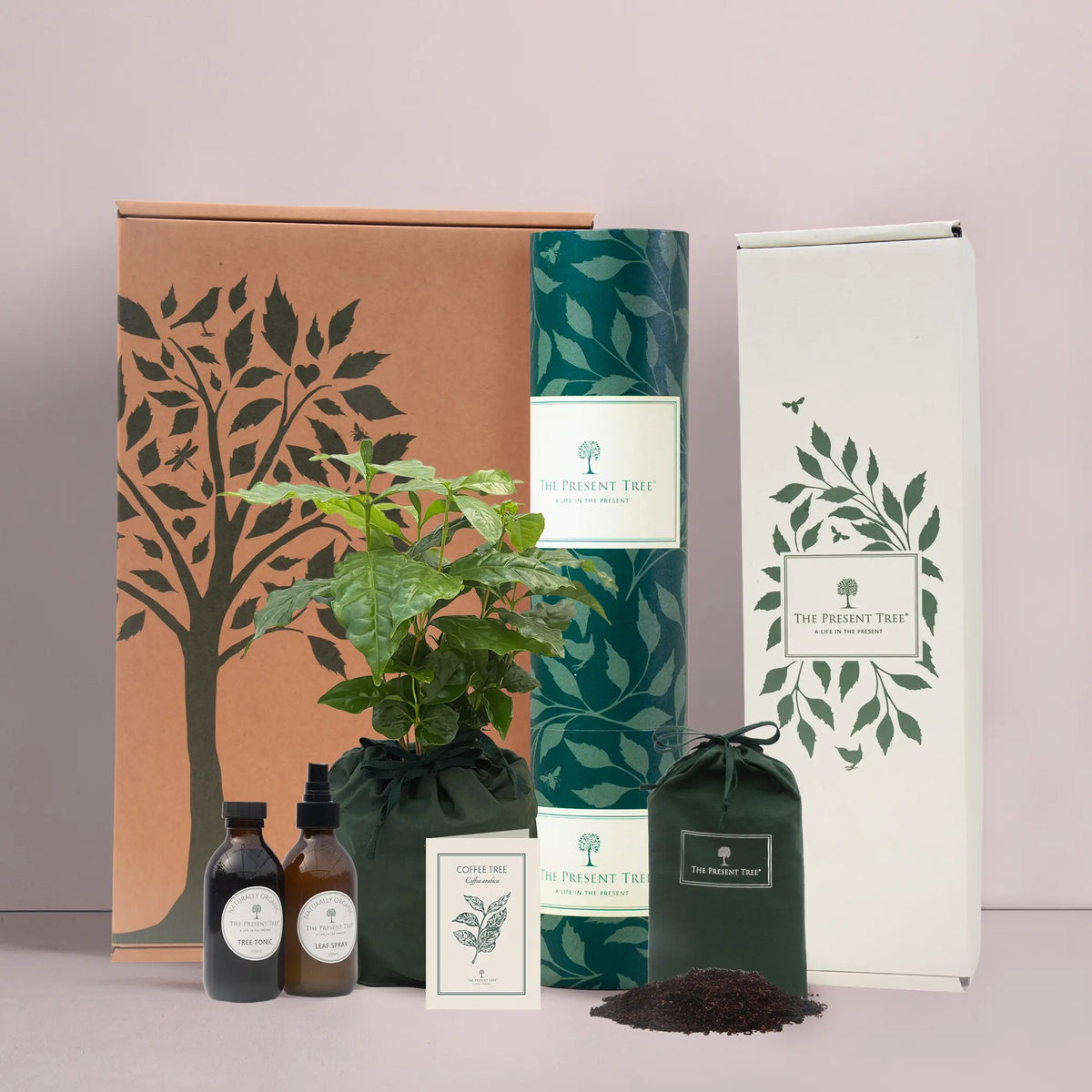 Coffee tree gift in green bag with tree care guide and The Present Tree gift hamper, including tree tonic, leaf spray and compost brick, on a plain background. 