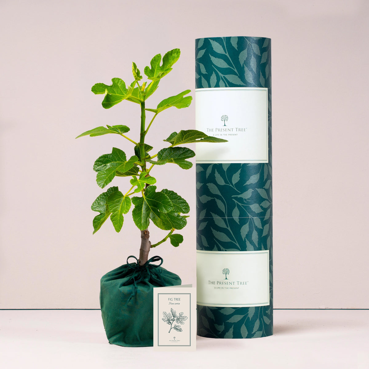 Large Fig tree gift in green bag with tree care guide and The Present Tree packaging tube on a plain background. 