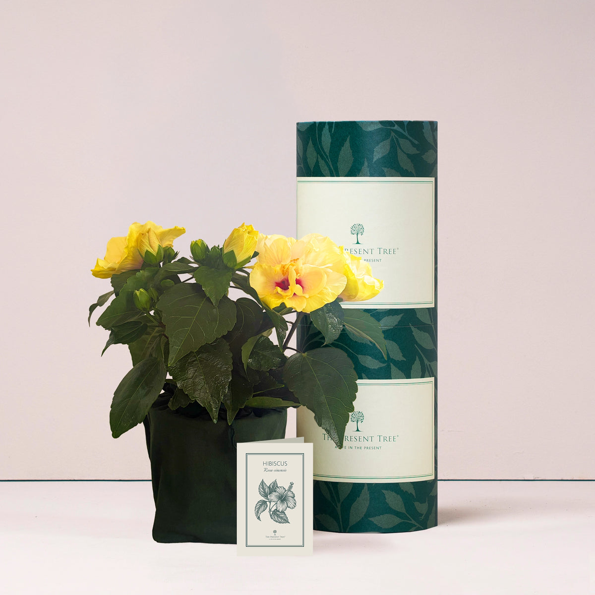 Yellow Hibiscus gift in green bag with tree care guide and The Present Tree packaging tube on a plain background. 