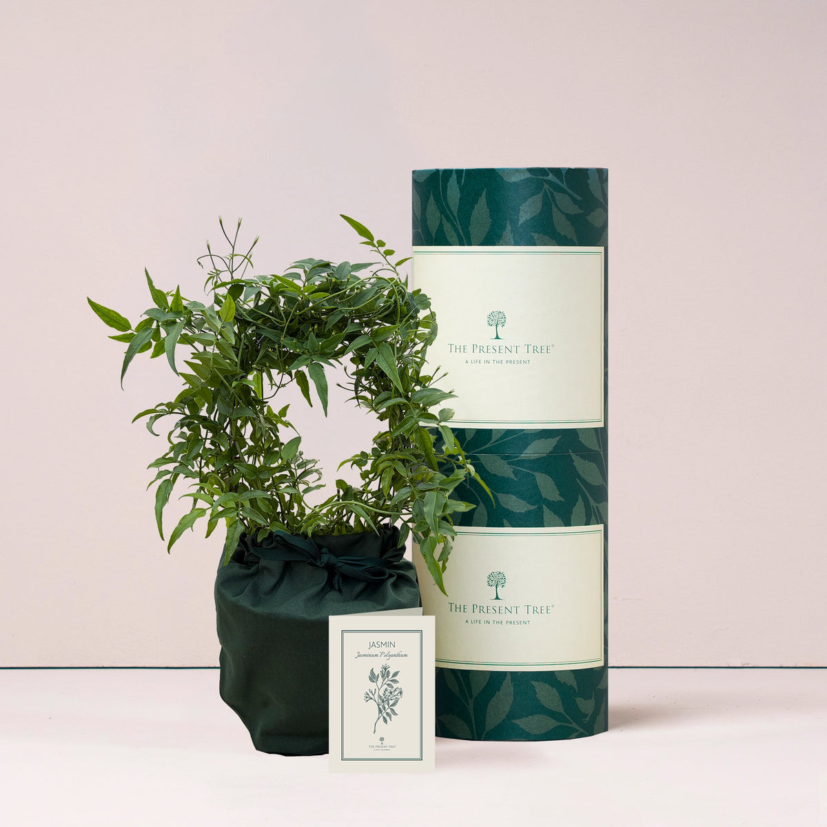 Small Jasmine gift in green bag with tree care guide and The Present Tree packaging tube on a plain background. 