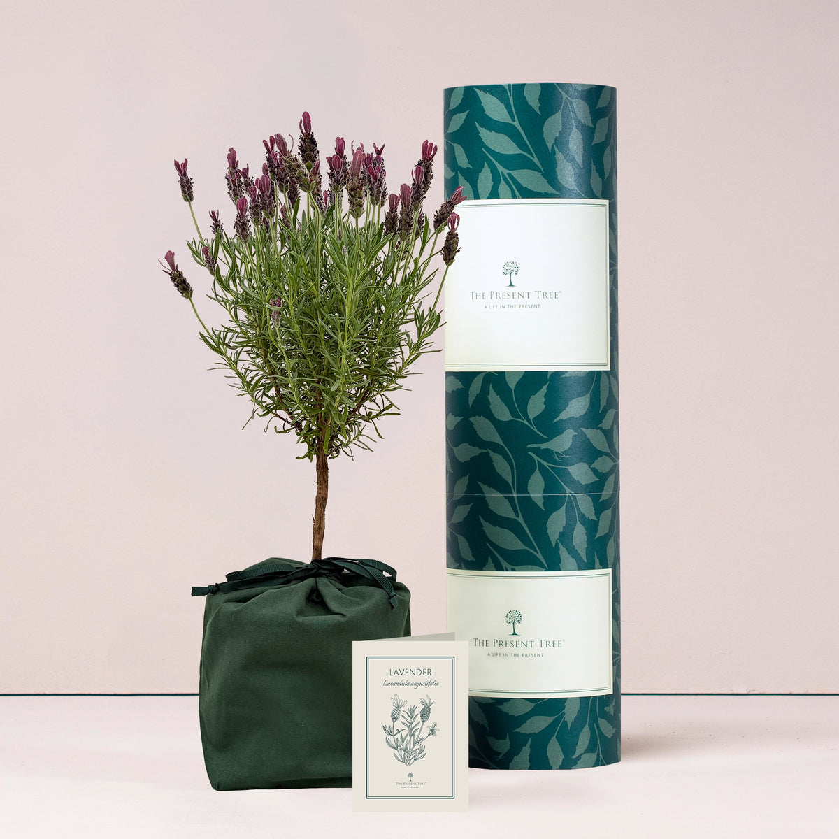 Large Lavender gift in green bag with tree care guide and The Present Tree packaging tube on a plain background. 