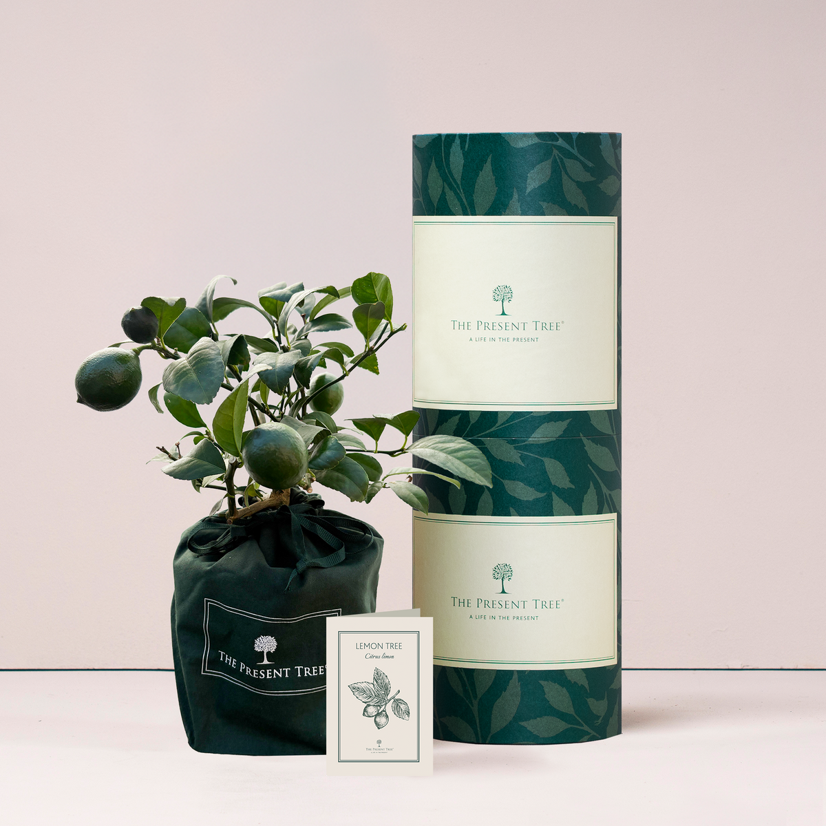 Small Lemon tree gift in green bag with tree care guide and The Present Tree parcel in plain background. 