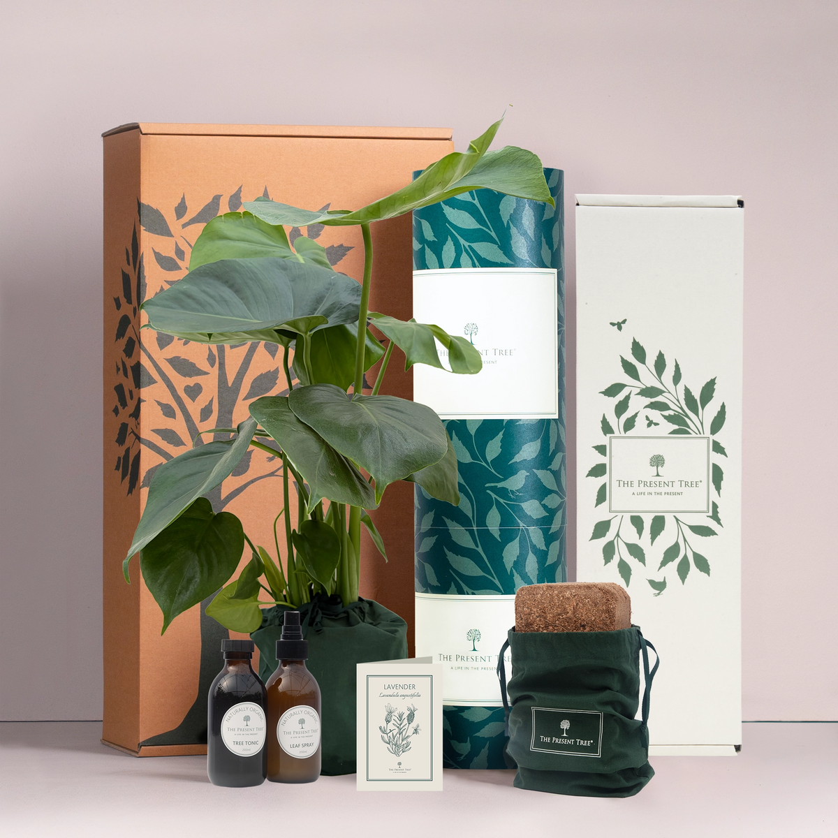 Large Monstera tree gift in green bag with tree care guide and The Present Tree gift hamper, including tree tonic, leaf spray and compost brick, in plain background. 
